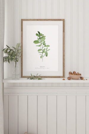 Oregano poster for home | Poster for home Herbs collection | room interior decoration for home.