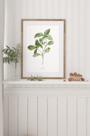 Basil poster for home | Poster for home Herbs collection | room interior decoration for home.