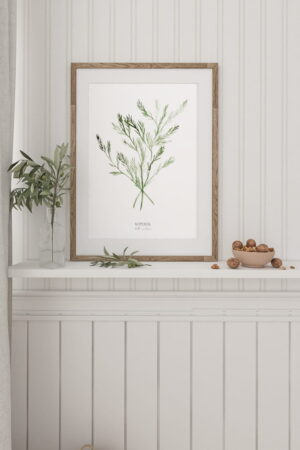 Cartaz de endro para casa | Cartaz para casa Coleção de ervas aromáticas | Decoração de interiores para casa