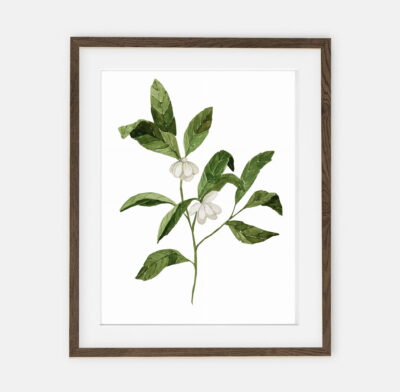 Plakat Mini magnolia I | Plakat dla dziecka Kolekcja Las | dekoracja wnętrza pokoju dla dziecka