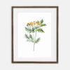 Poster Vetiver for home | Poster for home Botany collection | room interior decoration for home.