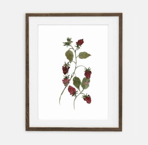 Raspberry poster for home | Poster for home Botany collection | room interior decoration for home.