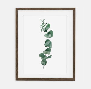 Eucalyptus poster for home | Poster for home Botany collection | room interior decoration for home.