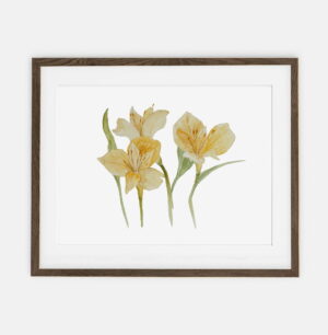 Freesia Drei Poster für Zuhause | Poster für Zuhause Botanische Sammlung | Raumdekoration für Zuhause