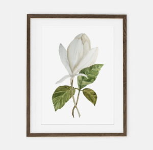 Magnolia Donut Poster for Home | Poster for Home Botany Collection | room interior decoration for home.