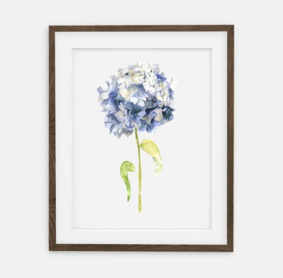 Hydrangea botany poster