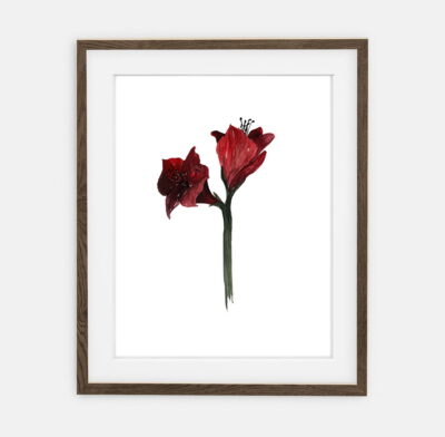 Plakat Amaryllis dla domu | Plakat dla domu Kolekcja Święta | dekoracja wnętrza pokoju dla domu