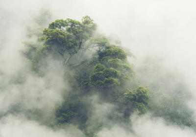 Fototapeta - Mglista Amazonia - dodatkowy